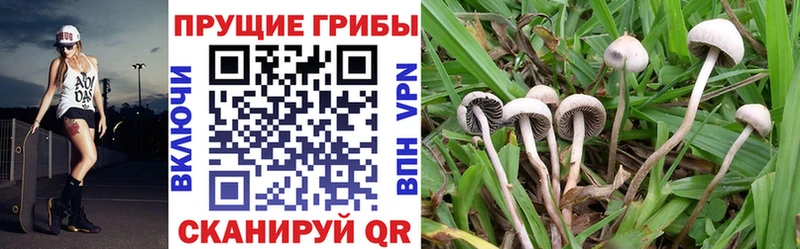 hydra зеркало  Сызрань  Галлюциногенные грибы Magic Shrooms 